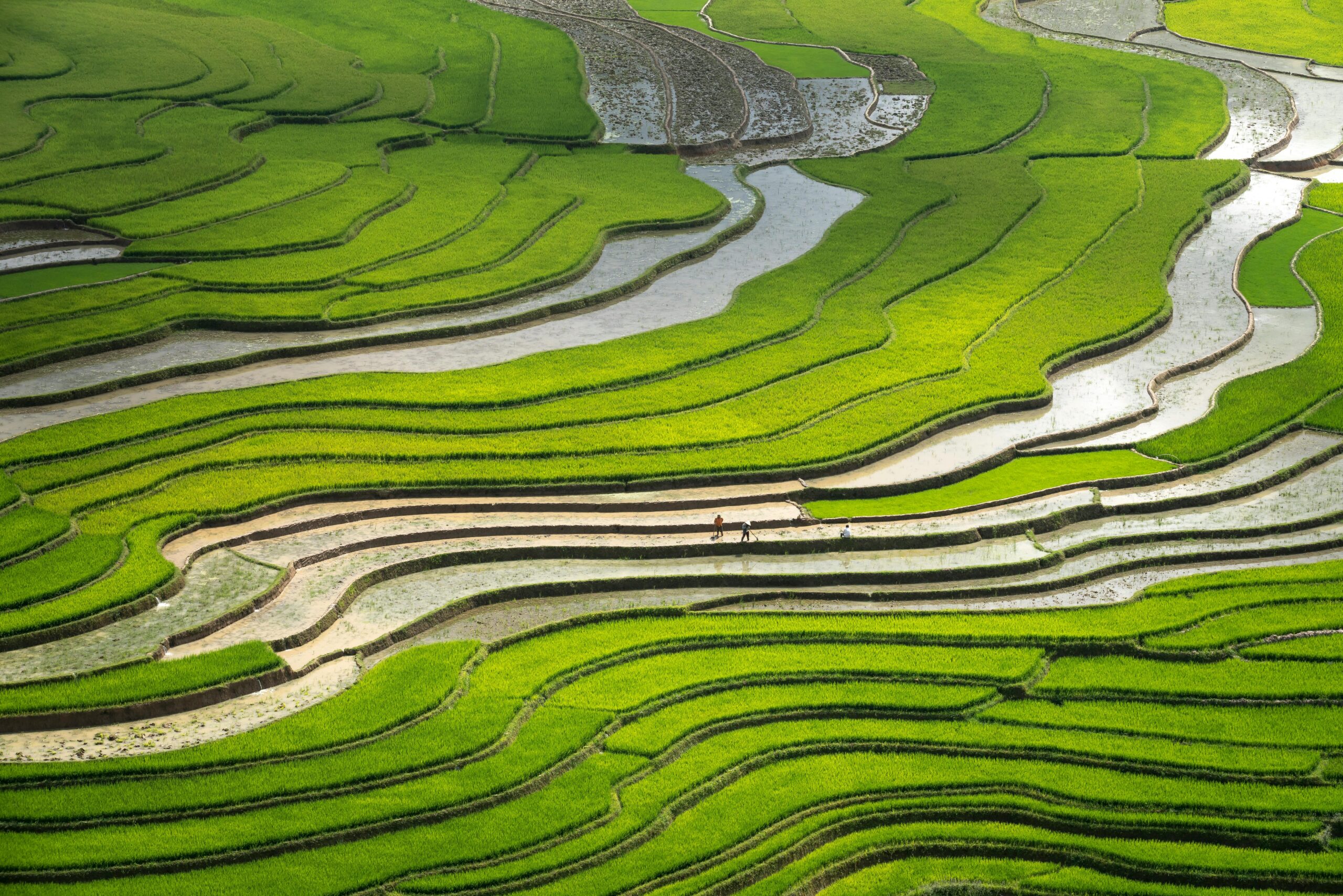 Terraced rice fields in Ubud, Bali, showcasing lush greenery and a serene natural landscape, perfect for wellness retreats.